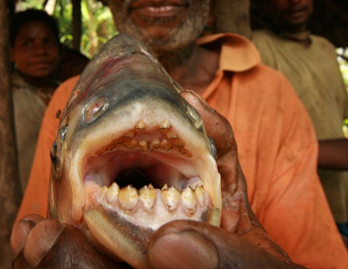 Cá Pacu ở Papua New Guinea